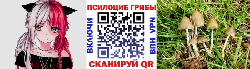 где найти   Мостовской  Псилоцибиновые грибы Psilocybe 